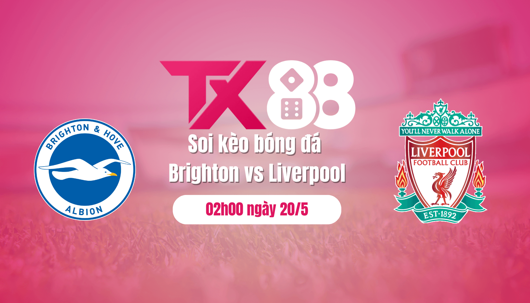 TX88 Soi kèo bóng đá Brighton vs Liverpool, 02h00 ngày 20/5: Nhà Vua ngã ngựa